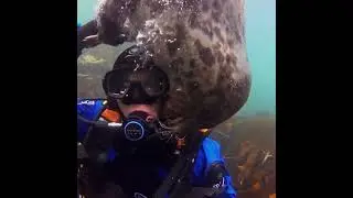 Friendly Seal Gives Diver A Surprise Smooch On The Cheek