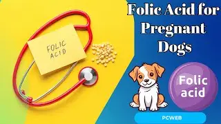 The Importance of Folic Acid for Pregnant Dogs