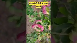 Growing Jangle Jalebi From Cutting #jalebi #plants #fruit #shorts