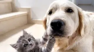 Playful Tiny Kitten Befriends Golden Retriever