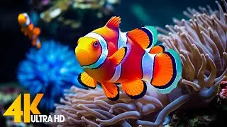 Aquarium 4K VIDEO (ULTRA HD) 🐠 Beautiful Coral Reef Fish - Relaxing Sleep Meditation Music #65