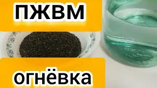 НАСТОЙКА ВОСКОВОЙ МОЛИ. BEEKEEPING. НАСТОЙКА ПЖВМ. ПРОДУКТЫ ПЧЕЛОВОДСТВА. ПЧЕЛОВОДСТВО. BEE. ПЧЕЛЫ.