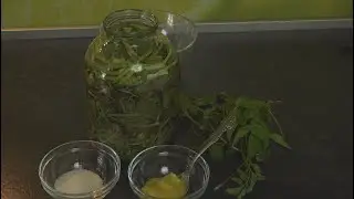 Пора квасить сныть!