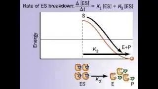 Enzyme Substrate complex breaks down in two possible ways