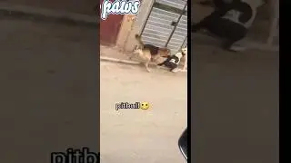 American Bully Takes On 4 Stray Dogs In Epic Showdown!