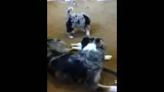 Cutest Australian shepherd puppy and mother