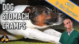Dog Stomach Ache and Cramps - Serious or No Worries? - Dog Health Vet Advice
