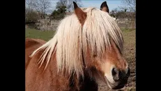 ❤︎ emo horses ❤︎