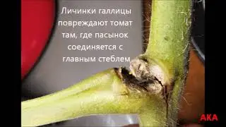 Новый вредитель. Стеблевая галлица на томате