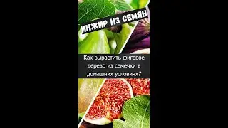 Как вырастить инжир из семян в домашних условиях?  (#ficus #ficuscarica #figtree #homeplans #howto)