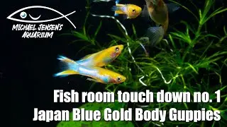 Fish room touchdown No. 1 - Japan Blue Gold Body Guppy