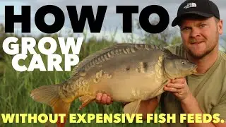 How I grow carp WITHOUT expensive fish feeds. Grow your fishery business and stop wasting money!