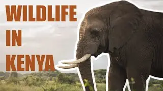 The Best of Kenya's Wildlife