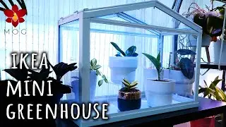 Ikea Mini Greenhouse - Assembly, Orchids & Plants I grow in it!