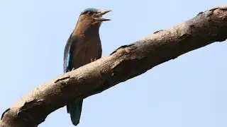 Indochinese Roller Bird Call | Coracias affinis