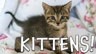 Kitten Facts for Kids!