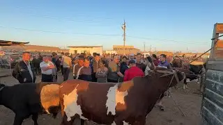 БУГУН САВДО КУП БУЛДИ | ТУРТКУЛЬ МОЛ БОЗОР НАРХЛАРИ01.09.2024