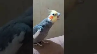 Cockatiel yawing so cute 😊 #cockatiel #parrot #shorts #yt #youtubeshorts #pet #birds #cute