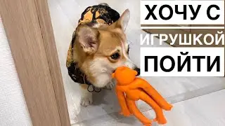 На прогулку с игрушкой! новый ФЕТИШ у Сэдди😂 КАК Я приучала собак к комбинезонам? ПАПА приехал👍