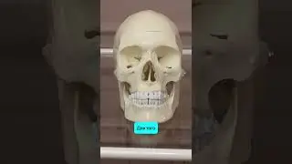 Наши врач сделают так, чтобы филлер не дал отек!❤️ @evans.clinic