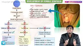 Mullerian Anomalies ( Part-1) : Obstetrics and gynaecology lecture