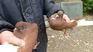 В гостях у голубятника Василий Филиппович Мальцев/станица Рождественская