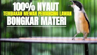 BURUNG CENDET GACOR BONGKAR SUARA ISIAN MEWAH FULL TEMBAKAN