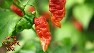 2021 HOT Pepper Garden