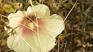 Кавказская серая горная пчела