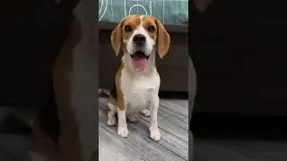 25 Days To One Year beagle transformation #feed #transformation #beagle #doglover #cute #pets