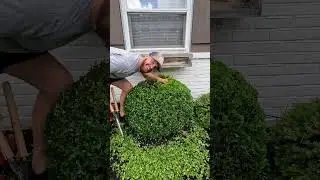 #trim #trimmer #hedgetrimming #before #after #oddlysatisfying #landscaping #landscape #buxus