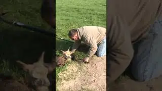 Hero Farmer Rescues Lost Alpaca