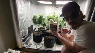 Gold Leaf Liquid Fertilizer Review