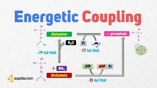 Energetic Coupling | Adenosine Triphosphate (ATP) | Metabolism Biochemistry | V-Learning™