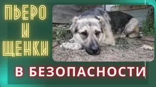 Пьеро и щенки в безопасности