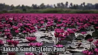 Aakash Gandhi - Lotus Pond