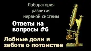 С.В. Савельев - Лобные доли и забота о потомстве