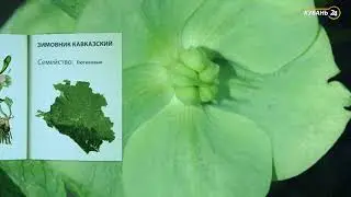 «Красная книга Кубани». Зимовник кавказский