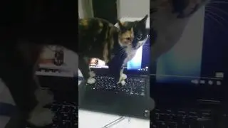 Кішка Ліза сіла за комп)