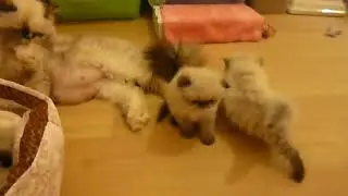 Absolutely Precious Himalayan Seal Point Kittens