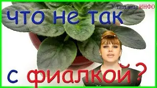 Что не так с Вашей ФИАЛКОЙ? Почему ФИАЛКА не цветет, что делать?