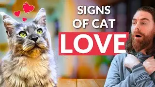 10 Hidden Signs Your Cat Loves YOU 😻 (Always do #2)!