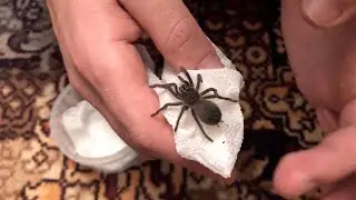 Распаковка нового паука-птицееда. Лошадиный паук (Lasiodora parahibana)