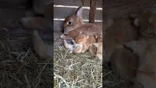 Bunny is sleeping next to its mother💕💕💕