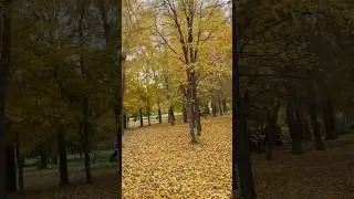 Золотая осень