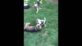 Aussie shepherd play attacks