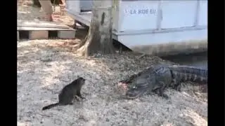 Amazingly Brave Cat Stares Down Alligator !!!