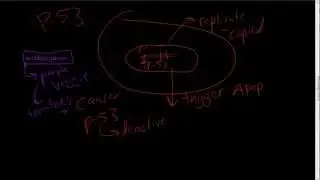 #13 - Apoptosis in detail - Mitochondrial Intrinsic & Extrinsic Pathways of Apoptosis