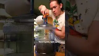 I made an ecosystem in a water cooler 