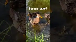 Кто не любит уточек?